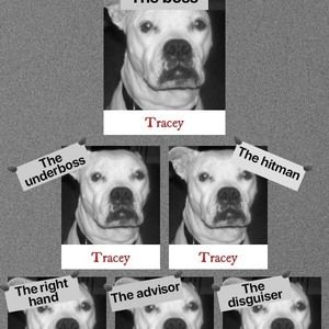 Meet your Posher, Tracey